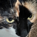 Maxie